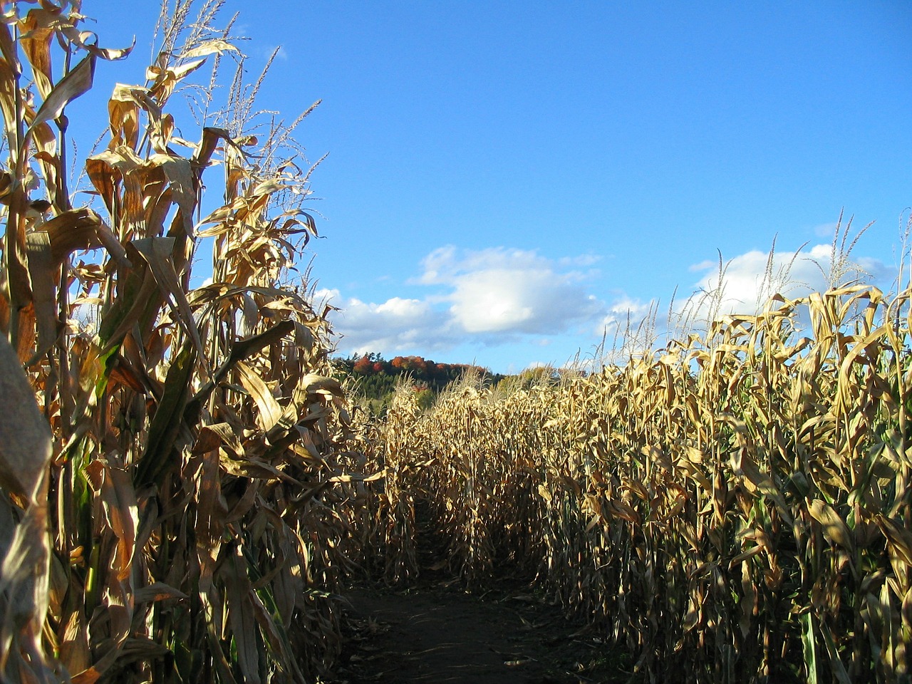Corn Maze And Pumpkin Patch Denver