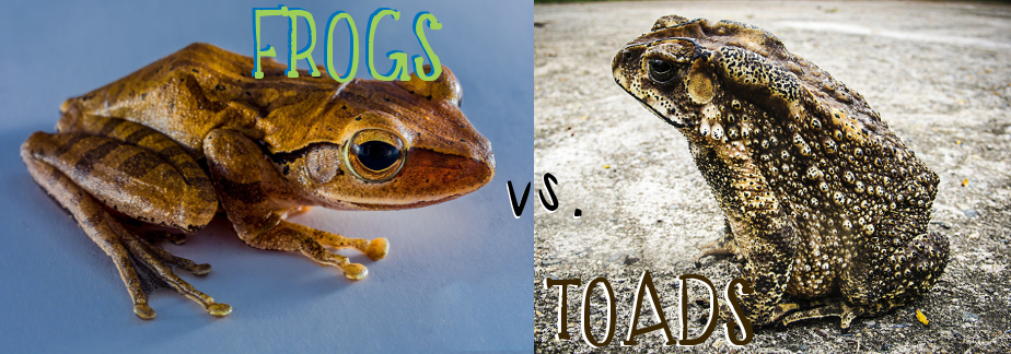 Can Frogs And Toads Live Together? 